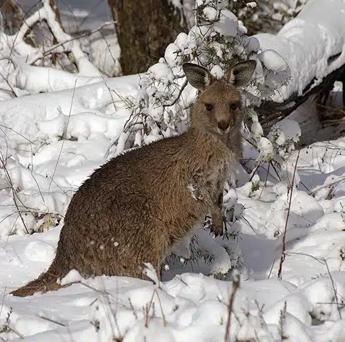 A joey in the snow in Australia